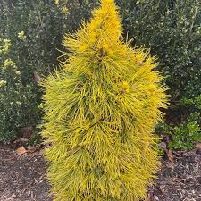 Image result for Marsdenia sylvestris