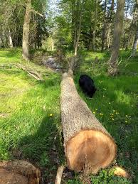 I have a friend that wants to take down 1 walnut tree where she wants to build her house. A Black Walnut Tree In My Property Had To Come Down Does Anyone Know A Carpenter Or Miller Who Would Be Interested Hamilton
