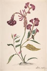 Alida Withoos Study Of A Hanekam Celosia Argentea 17th Century Wildflower Drawing Botanical Drawings Botanical Painting