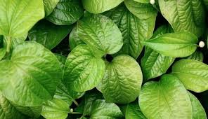 Semakin banyak daun sirih yang direbus, maka tingkat keasaman cairan rebusannya akan bertambah. Manjur Rebusan Air Daun Sirih Efektif Obati Gejala Virus