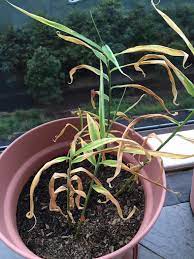 Why Are The Leaves Of My Ginger Plant Drying Out Gardening Landscaping Stack Exchange