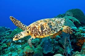 The hawksbill sea turtle is the rarest sea turtle that regularly occurs in florida (meylan and redlow 2006). Hawksbill Sea Turtle