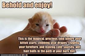 Joy Of Kitten Rearing Funny Cats Silly Animals Funny Cat Memes