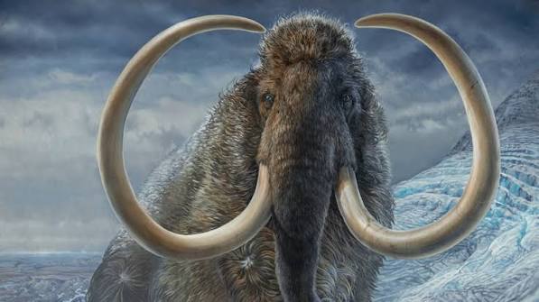 Fossil tusk reveals travels of woolly mammoth across Alaska 17,000 years  ago during the ice age - ABC News