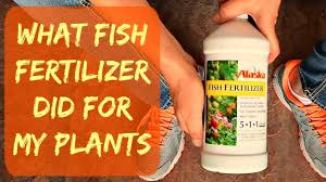 Update Alaska Liquid Organic Fish Fertilizer For Plants Vegetables When How Plant Results