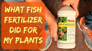 Update Alaska Liquid Organic Fish Fertilizer For Plants Vegetables When How Plant Results