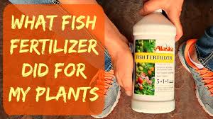 update alaska liquid organic fish fertilizer for plants vegetables when how plant results