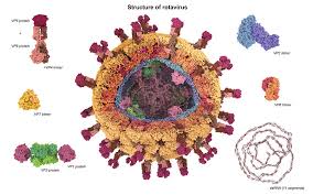 Image result for Rotavirus