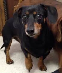This lovable pup is currently searching for a good, loving home to call her own. Mini Dachshund Puppies Texas
