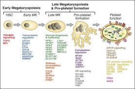 Image result for Platelet Dysfunction