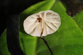 Image result for Marasmius siccus