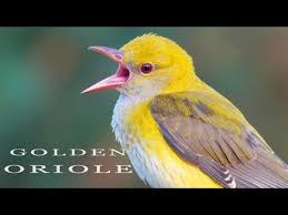 Birds Of A Feather Song Rio Golden Oriole Bird Song And Call Youtube In 2020 Golden Oriole Song Bird Oriole Bird