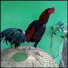 Gambar berikut adalah gambar unggas, yaitu ayam, gambarnya sangat sederhana dan mudah untuk diwarnai. Gambar Ayam Pama