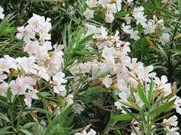 Image result for Nerium oleander