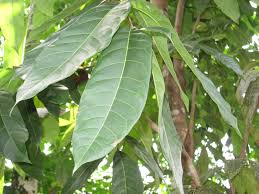 Image result for Swietenia