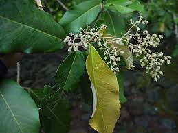 Image result for Heritiera