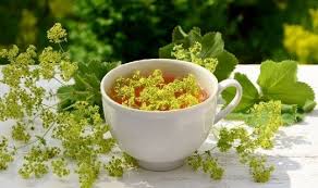 Alchémille : utilisations – Règles, SPM et ménopause