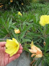 Image result for Ipomoea oenotherae