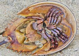 Horseshoe Crab Update Field Station