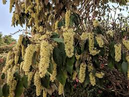 Image result for Croton megalocarpus