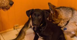 Explore other popular pets near you from over 7 million businesses with over 142 million reviews and opinions from yelpers. Overnight Dog Boarding Portland Safe Journey Dog Boarding