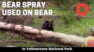 Counter assault bear spray's new innovative formula 4 year shelf life. Does Bear Spray Expire Here Is The Truth