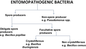 Our trained pest control technicians are fully licensed, certified, and insured to handle any infestation. Molecular Phylogeny Of Entomopathogens Springerlink