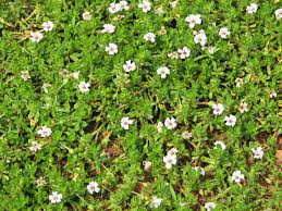 Image result for Bacopa hamiltoniana