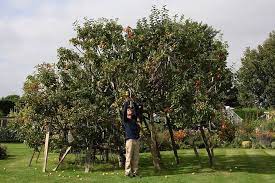 Varieties of fruit trees that provide a wonderful spread of harvesting could include the following: Are Multigraft Fruit Trees A Good Idea Grow Great Fruit