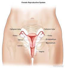 Cancer symptoms are changes in the body caused by the presence of cancer. Ovarian Fallopian Tube Cancers Hematology Oncology Associates Of Cny