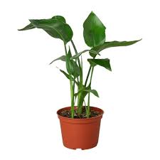 Image result for Strelitzia