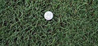 It has high performance in many great ways and can function in various seasons of the year. 419 Tifway Bermuda Grass Farm To Home Delivery The Grass Outlet
