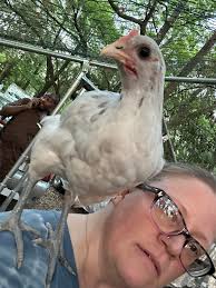 This is Katie! She is about 4 weeks old and has recently decided I am her  person 🥰 🐓 ❤️