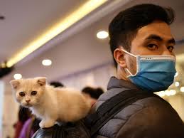 Feline affliction: How coronavirus was discovered in a cat