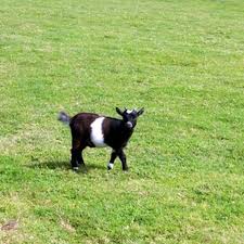 How To Care For Baby Pigmy Goats Ehow Pigmy Goats Pygmy Goat Goats