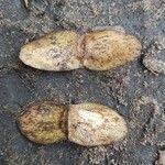 Image result for Terminalia superba