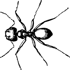 We did not find results for: Free Printable Ant Coloring Pages For Kids