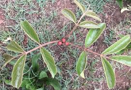 Image result for Lannea humilis