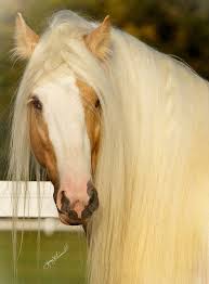 Yahoo Login Beautiful Horses Horses Pretty Horses