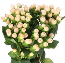 Image result for Hypericum