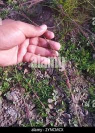 Image result for Eragrostis japonica