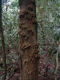 Image result for Trichoscypha lucens