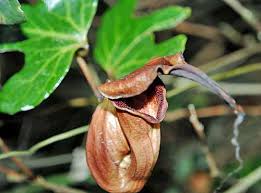 Image result for Aristolochia triactina