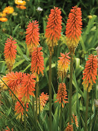 Image result for Kniphofia princeae