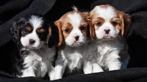 You have come to the right place. Cavalier King Charles Spaniel Puppies For Sale Burlington Vermont Ad Free Ads 80 000 Local Ads