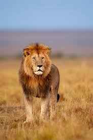 Dos especies de elefantes africanos están en peligro de extinción los científicos estiman que quedan menos de 3.000 sapos concho adultos en la isla caribeña, señaló la entidad. Leones Africanos En Peligro De Extincion Clear And Simple