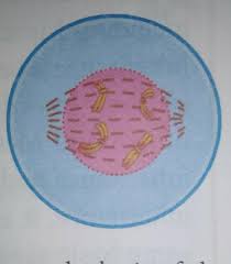 Check spelling or type a new query. A Is It A Plant Cell Or An Animalcell Give A Reason Tosupport Your Answer B Identify The Stage Brainly In