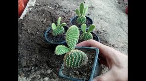 With proper care, cactus is a fascinating plant. How To Repot Cactus Opuntia Microdasys Youtube