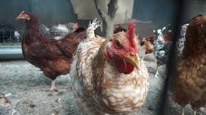 Accesul la un spatiu mare este foarte important in cresterea puiilor in sistem traditional si daca vrei o carne curata lipsita de chimicale. Oua Si Pui De Tara Microferma Ilfov