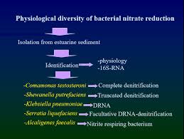Maybe you would like to learn more about one of these? Shrimp Pond Serenade Skema Ringkas Siklus Nitrogen Secara Biologis